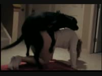 Black dog fucking a beautiful blonde babe